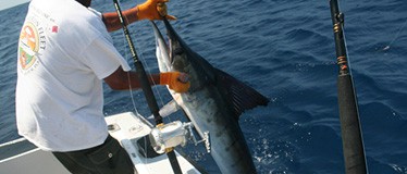 Bimini Deep-Sea Fishing