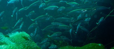 Fishing In The Bahamas