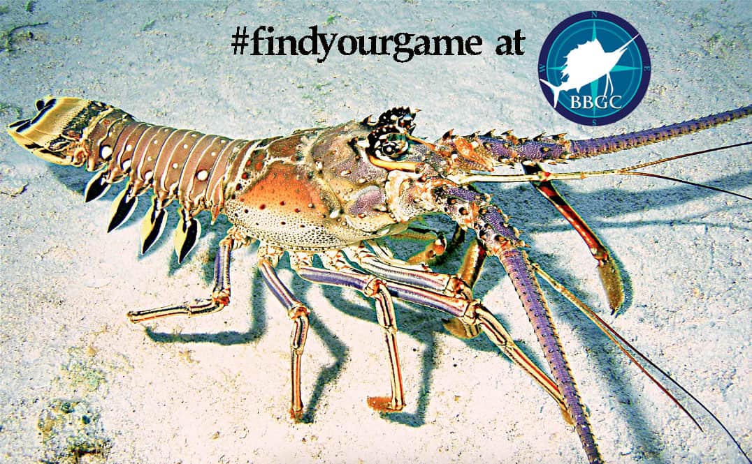 Bahamas Lobster Season