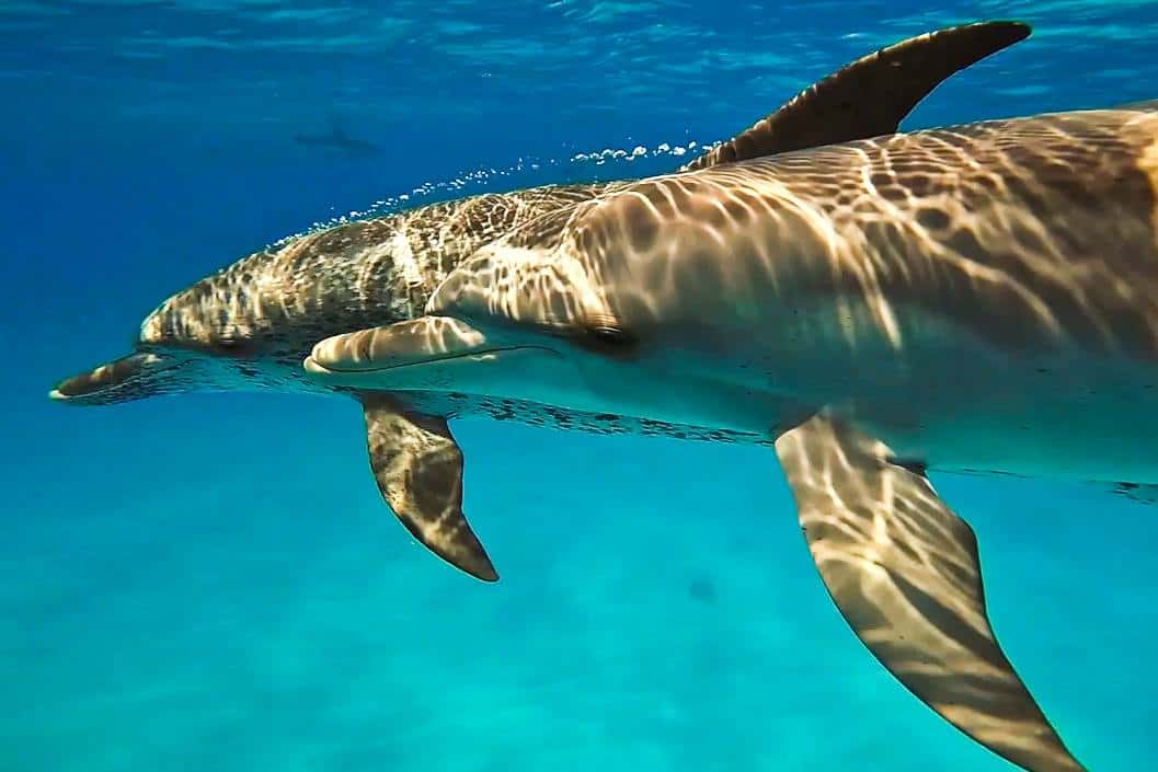 Summer Adventures in bimini